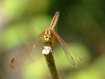 DSCF2824