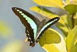 IMG_0700