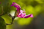IMG_1082