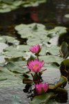 IMG_1443 (Medium)