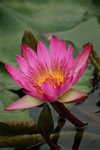IMG_1447 (Medium)