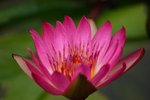 IMG_1449 (Medium)