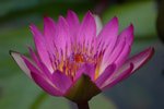 IMG_1450 (Medium)
