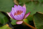 IMG_1452 (Medium)