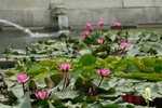 IMG_1456 (Medium)