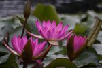 IMG_1457 (Medium)