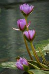IMG_1464 (Medium)