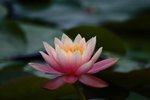 IMG_1478 (Medium)