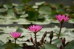 IMG_1480 (Medium)