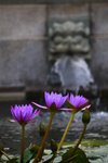 IMG_1481 (Medium)