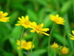 Daisy