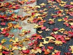 IMG_0002 (Large)