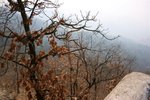 IMG_1350 (Medium)