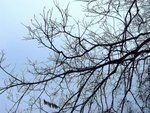 IMG_0005 (Large)