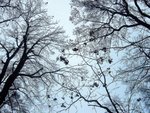 IMG_0016 (Large)