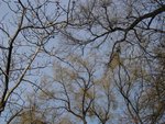 Photo 461 (Large)