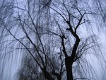 Photo 588 (Large)