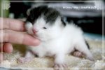 小白(今早剛剛開眼仔, 眼仔還是一條線^^)
