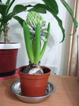 hyacinth01