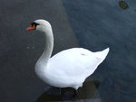 DSCF0371