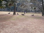 周地都係deer!