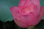 DSC_0518_v2