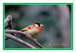 DSC_0086_J_adjusted