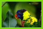 DSC_0155_adjusted