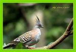 DSC_0194_adjusted
