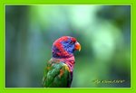 DSC_0213_adjusted