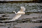 DSC_0236_J_adjusted