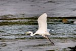 DSC_0240_J_adjusted