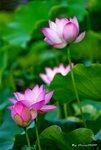 DSC_0050_adjustedv2