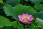 DSC_0169_adjustedv2