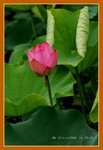 DSC_0194_adjusted