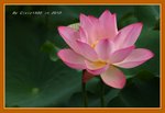 DSC_0203_adjusted
