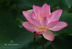 DSC_0203_adjustedv2