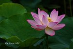 DSC_0229_adjustedv2