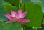 DSC_0881_adjusted