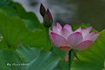 DSC_0890_adjusted