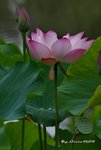 DSC_0895_adjusted