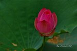 DSC_0897_adjusted