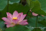 DSC_0901_adjusted