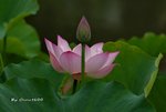DSC_0903_adjusted