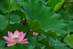 DSC_0910_ajdusted