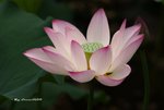 DSC_0917_ajusted
