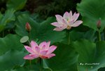DSC_0918_adjusted