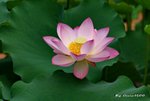 DSC_0925_adjusted