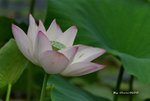 DSC_0929_adjusted