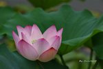 DSC_0932_adjusted